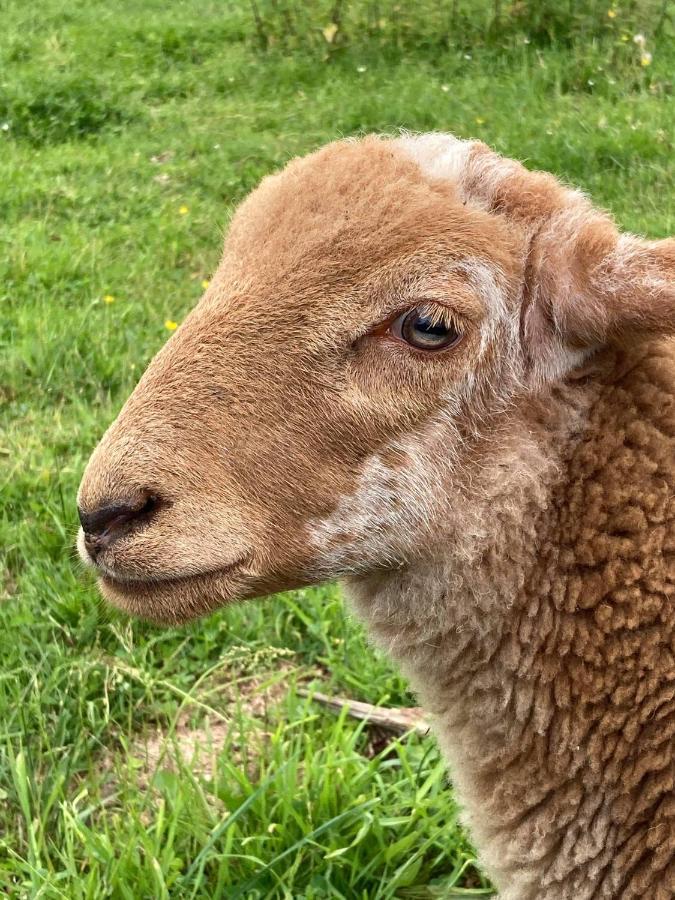 Gite Du Campagnard Du Chateau De La Bouchatte Chazemais Esterno foto